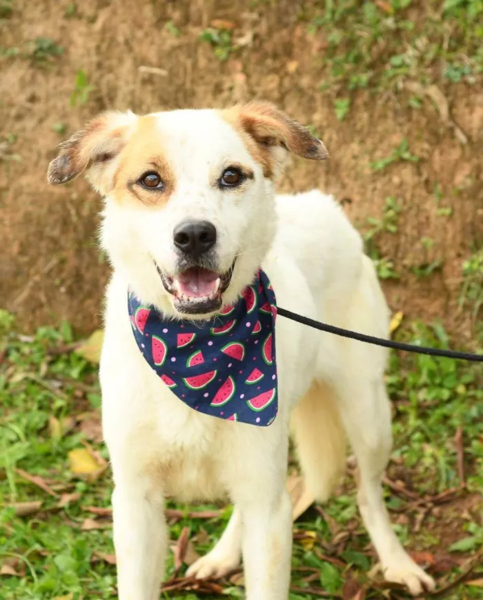 Cachorro ra a SRD idade 2 anos nome Maverick