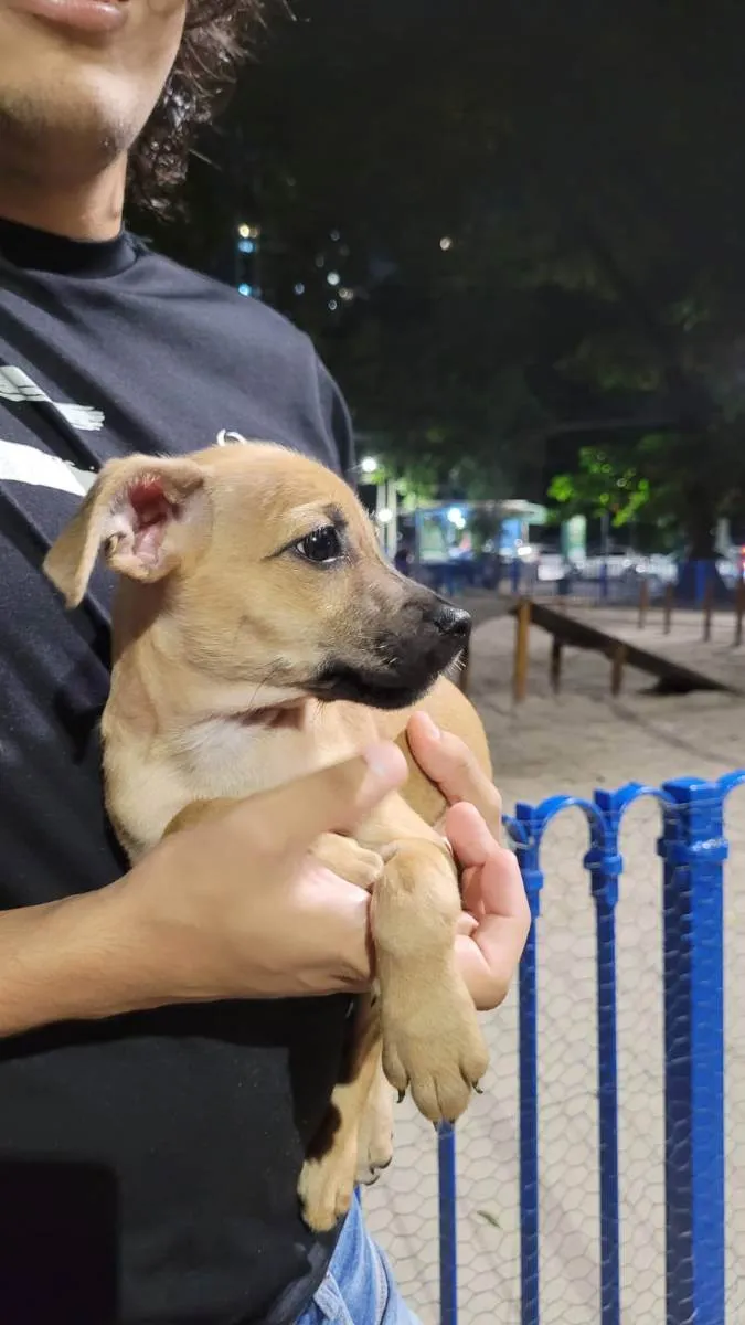 Cachorro ra a SRD idade Abaixo de 2 meses nome Alanis