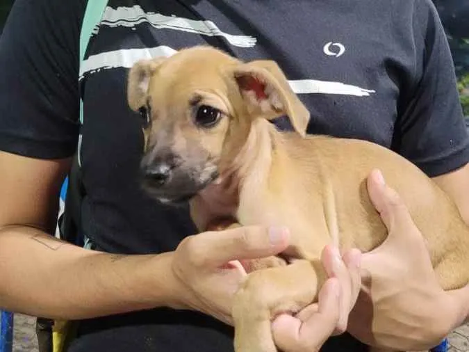 Cachorro ra a SRD idade Abaixo de 2 meses nome Alanis