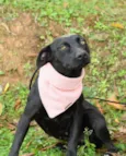 Liná