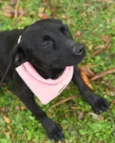 Liná