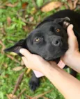 Liná