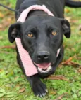 Liná