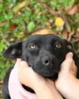 Liná