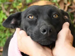 Cachorro raça SRD idade 2 anos nome Liná