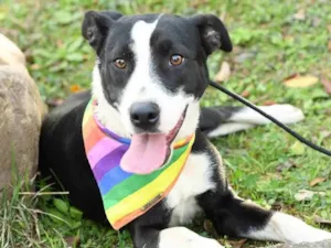 Cachorro raça SRD idade 1 ano nome Jordan