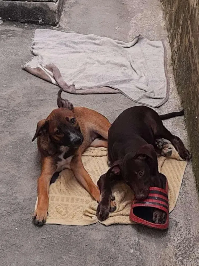 Cachorro ra a Sem raça definida idade Abaixo de 2 meses nome Sem nome 