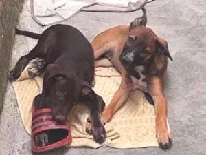 Cachorro raça Sem raça definida idade Abaixo de 2 meses nome Sem nome 