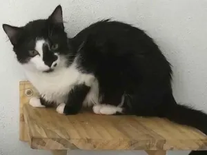 Gato raça Srd idade 2 a 6 meses nome Kim