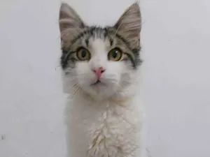 Gato raça srd idade 2 a 6 meses nome Potocó