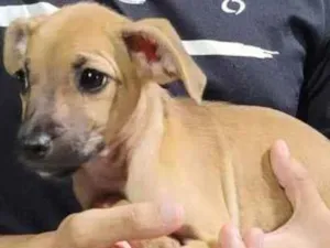 Cachorro raça SRD idade Abaixo de 2 meses nome Alanis