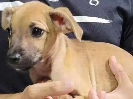 Cachorro ra a SRD idade Abaixo de 2 meses nome Alanis