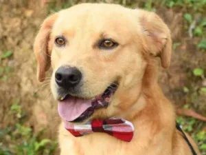 Cachorro raça SRD idade 2 anos nome Pooh
