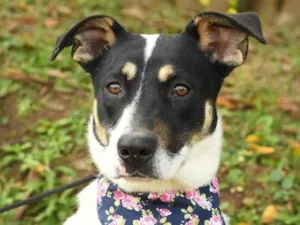 Cachorro raça SRD idade 2 anos nome Judie