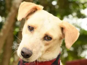 Cachorro raça SRD idade 2 anos nome Melanie