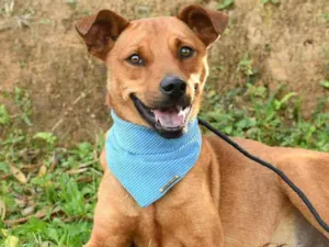 Cachorro raça SRD idade 2 anos nome Scooby