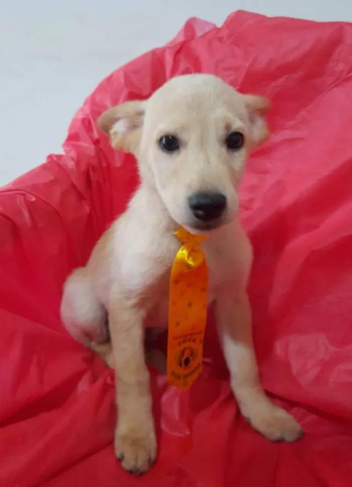 Cachorro ra a Srd  idade 2 a 6 meses nome Filhotinhos 