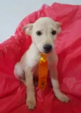 Filhotinhos