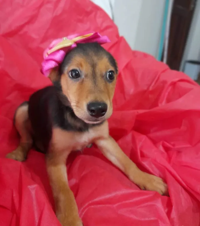 Cachorro ra a Srd  idade 2 a 6 meses nome Filhotinhos 