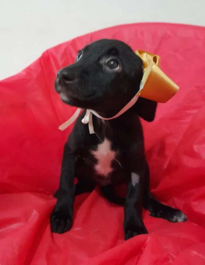 Cachorro ra a Srd  idade 2 a 6 meses nome Filhotinhos 