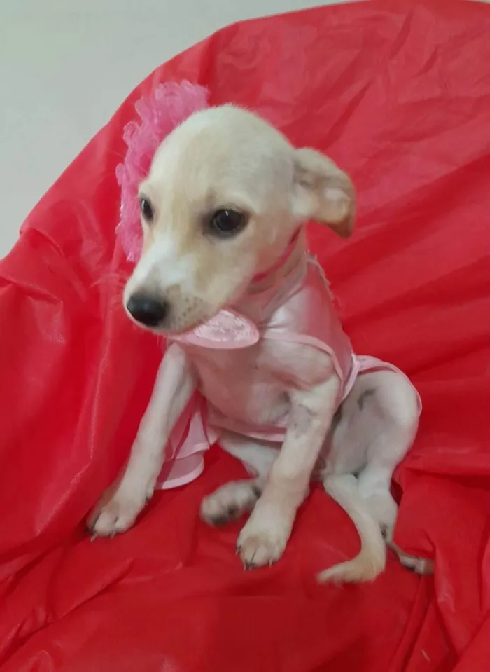 Cachorro ra a Srd  idade 2 a 6 meses nome Filhotinhos 