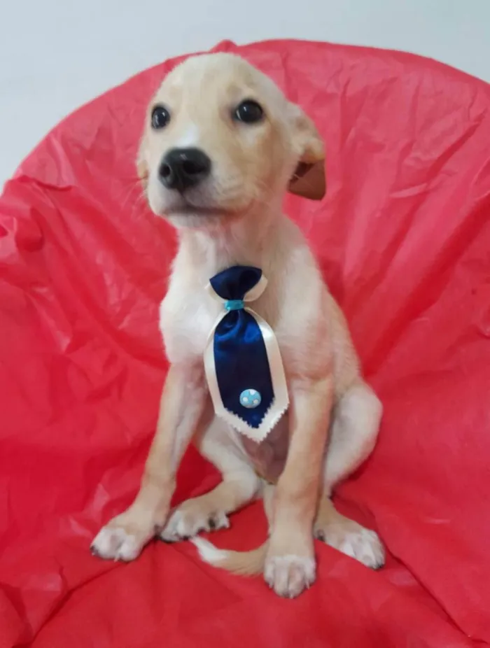 Cachorro ra a Srd  idade 2 a 6 meses nome Filhotinhos 