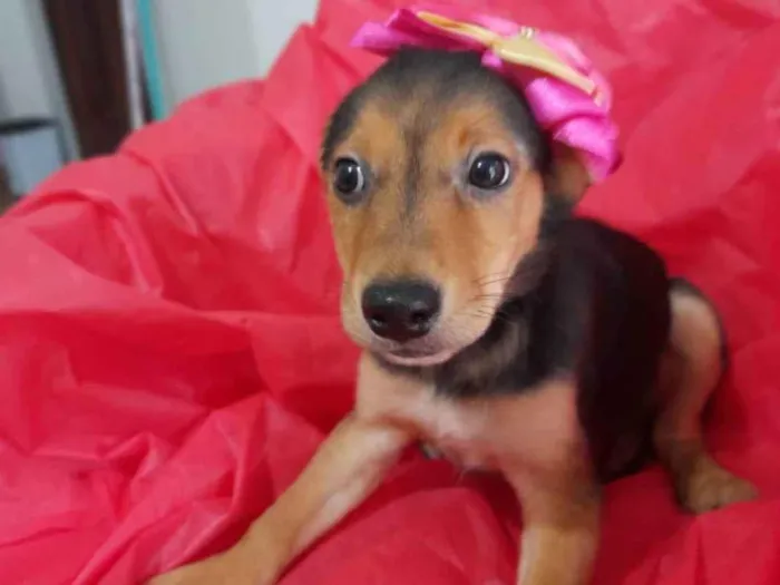 Cachorro ra a Srd  idade 2 a 6 meses nome Filhotinhos 
