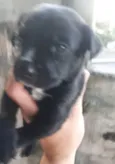 Cachorro raça SRD idade 2 a 6 meses nome DUDU