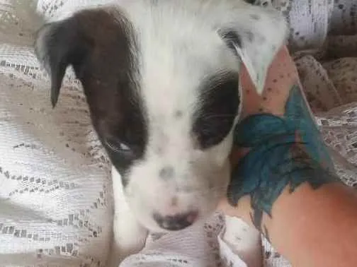 Cachorro raça SRD idade 2 a 6 meses nome MILKA