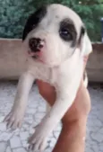 Cachorro raça SRD idade 2 a 6 meses nome MILKA