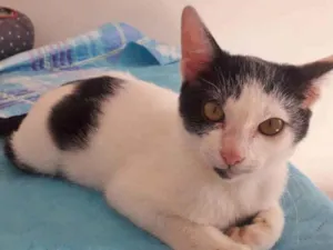Gato raça SRD idade 2 a 6 meses nome FELÍCIA
