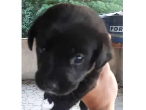 Cachorro raça SRD idade 2 a 6 meses nome MARISA