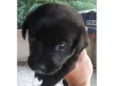 Cachorro raça SRD idade 2 a 6 meses nome MARISA