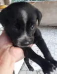 Cachorro raça SRD idade 2 a 6 meses nome MILA