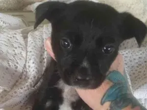 Cachorro raça SRD idade 2 a 6 meses nome DUDU
