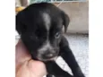 Cachorro raça SRD idade 2 a 6 meses nome MILA