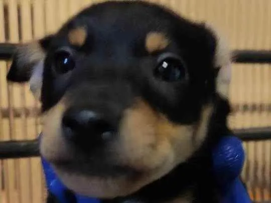 Cachorro raça Mista idade Abaixo de 2 meses nome Não tem 