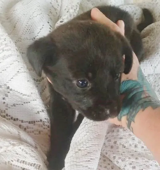 Cachorro raça SRD idade 2 a 6 meses nome LETÍCIA