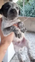 Cachorro raça SRD idade 2 a 6 meses nome MESTICINHA