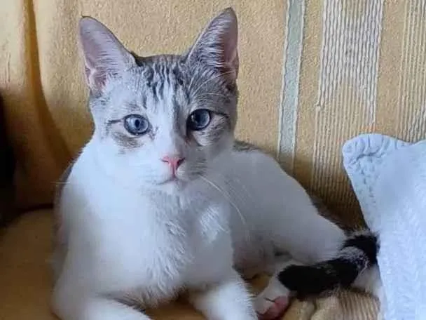 Gato ra a Srd idade 1 ano nome Snow