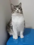 Benedita