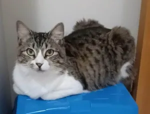 Gato raça Srd idade 7 a 11 meses nome Benedita