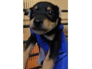 Cachorro raça Mista idade Abaixo de 2 meses nome Não tem 