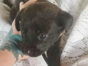Cachorro raça SRD idade 2 a 6 meses nome LETÍCIA