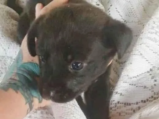 Cachorro raça SRD idade 2 a 6 meses nome LETÍCIA