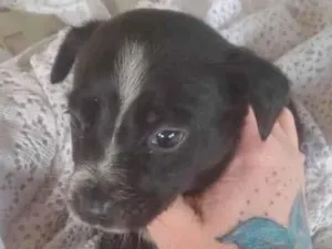Cachorro raça SRD idade 2 a 6 meses nome MILA