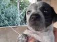 Cachorro raça SRD idade 2 a 6 meses nome MESTICINHA