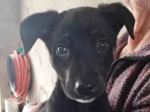Cachorro raça SRD idade 2 a 6 meses nome JOLIE