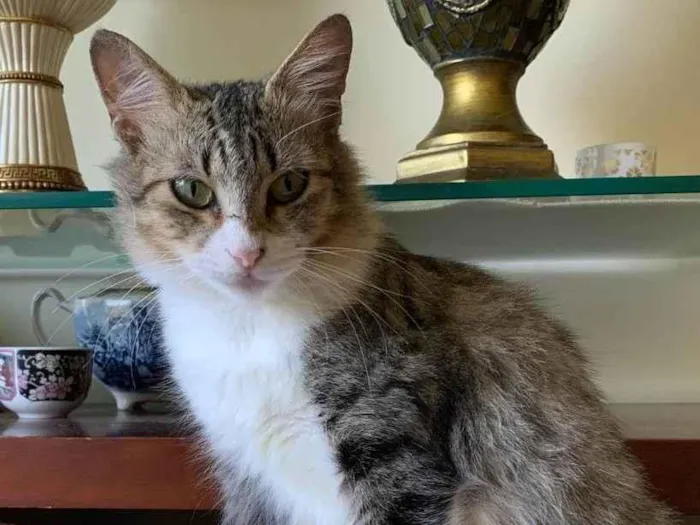 Gato ra a Srr idade 7 a 11 meses nome Minnie