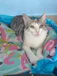 Penélope